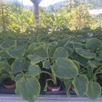 Funkia (Hosta) ‘Frances Williams’  – kont. C1,5L
